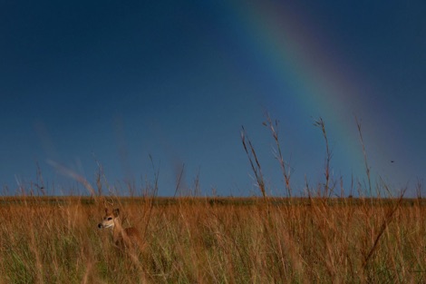 Deer in long grass Ibera National Park Journeys with Purpose